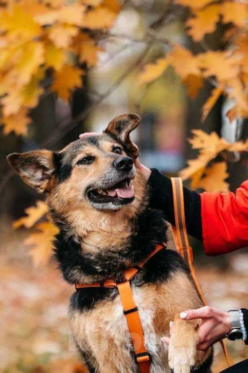 Собаки в Москве: Кокетка Эбби в поиске дома 🥰 Девочка, Бесплатно - фото 5