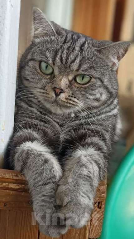 Кошки в Набережных Челнах: Потерялась кошка Девочка, 1 000 руб. - фото 1