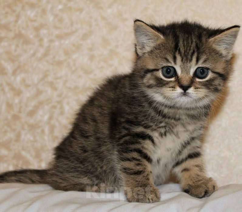 Кошки в Брянске: Котята  Девочка, 2 000 руб. - фото 1