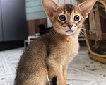 Кошки в других городах Московской области: Абиссинский котик  Мальчик, 75 000 руб. - фото 7