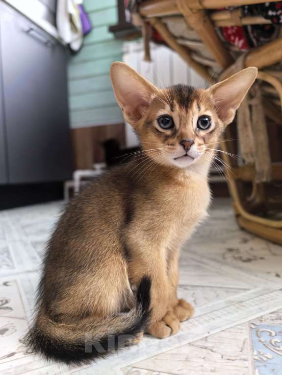 Кошки в других городах Московской области: Абиссинский котик  Мальчик, 75 000 руб. - фото 7