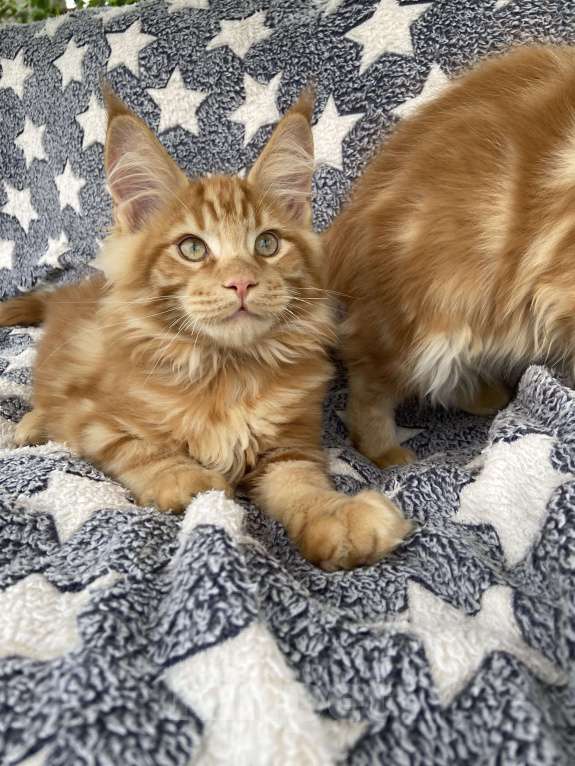 Кошки в Москве: Котята мейн-кун Мальчик, 50 000 руб. - фото 2