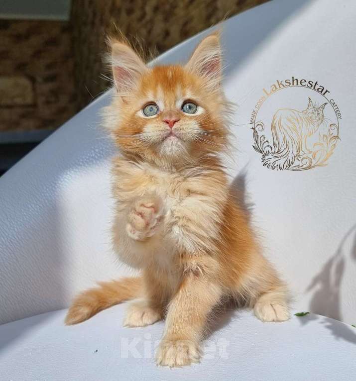 Кошки в Москве: Котенок мейн кун из питомника  Мальчик, 80 000 руб. - фото 3