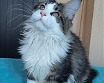Кошки в Мытищах: Котенок Мейн-кун Мальчик, 35 000 руб. - фото 6