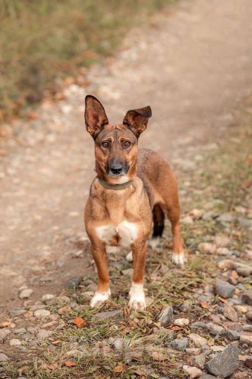 Собаки в других городах Московской области: Лиса ищет тебя Девочка, Бесплатно - фото 4