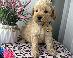 Собаки в Краснодаре: Той-Пудель Мальчик, 50 000 руб. - фото 3