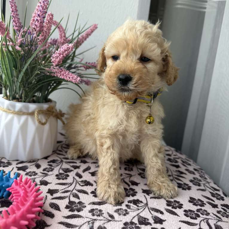 Собаки в Краснодаре: Той-Пудель Мальчик, 50 000 руб. - фото 3