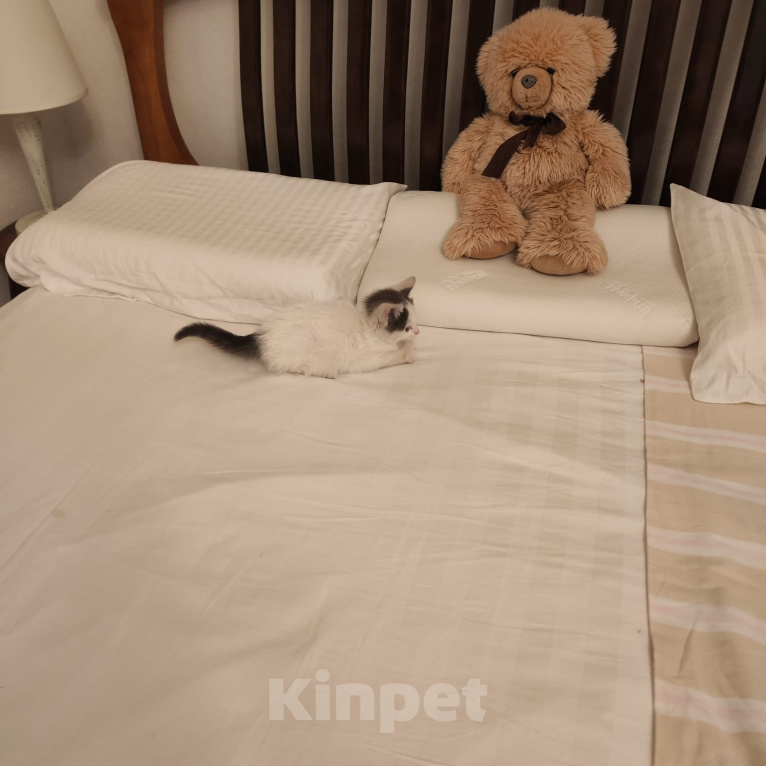 Кошки в Ростове-на-Дону: Бельчонок Мальчик, Бесплатно - фото 3