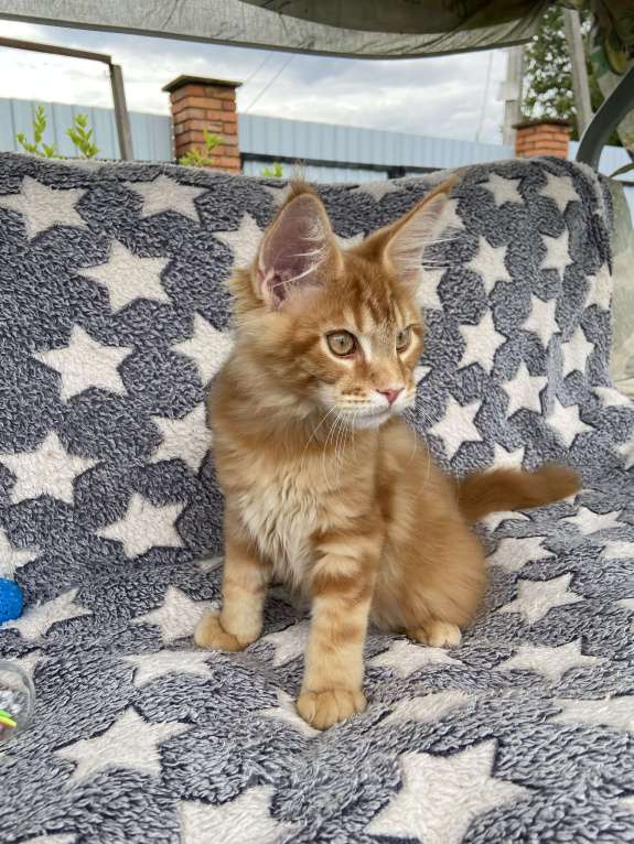 Кошки в Москве: Котята мейн-кун Мальчик, 50 000 руб. - фото 5