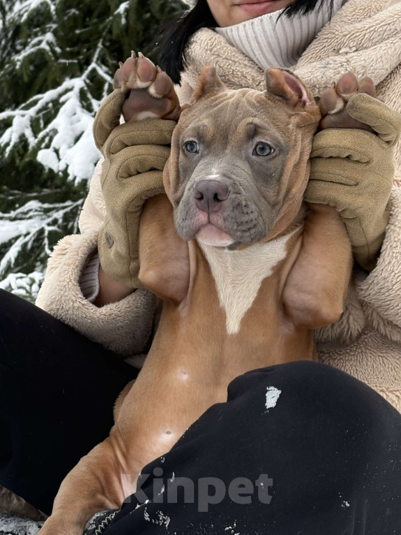 Собаки в других городах Московской области: Американский булли Мальчик 1 Мальчик, 250 000 руб. - фото 2