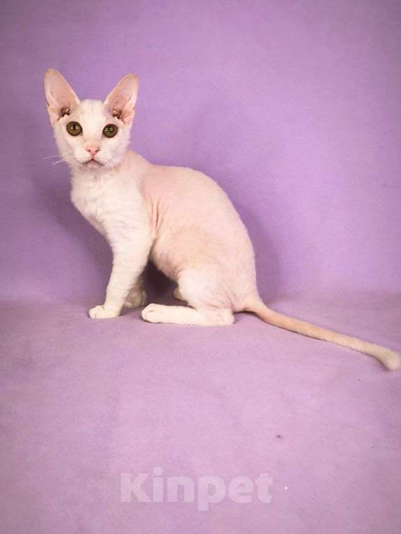 Кошки в Москве: Элитные котята левкой Девочка, Бесплатно - фото 5