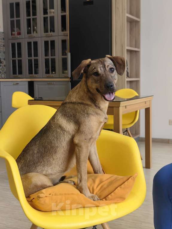 Собаки в Чехове: Алиса - идеальная собака для квартиры Девочка, Бесплатно - фото 10