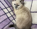 Кошки в Сосновом Бору: Котенок Мия Девочка, 3 500 руб. - фото 8