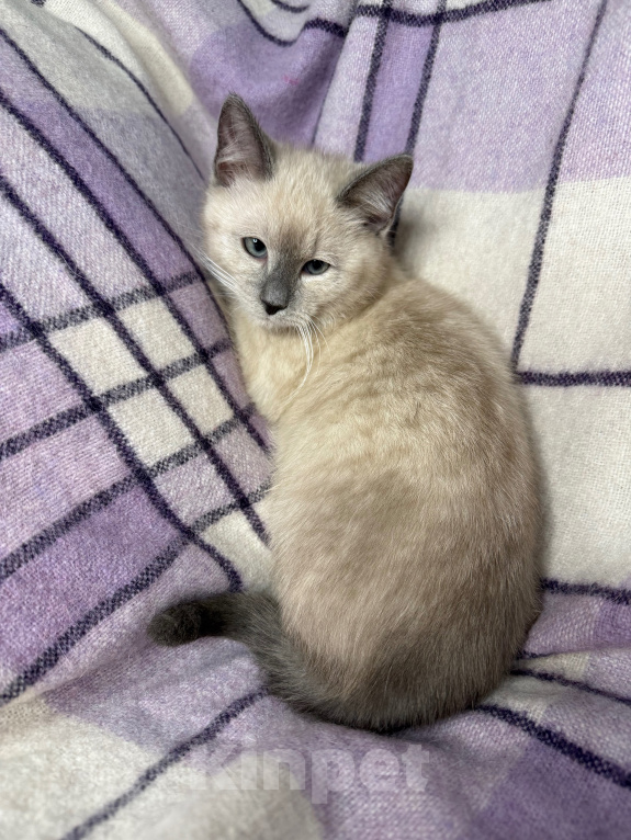 Кошки в Сосновом Бору: Котенок Мия Девочка, 3 500 руб. - фото 8