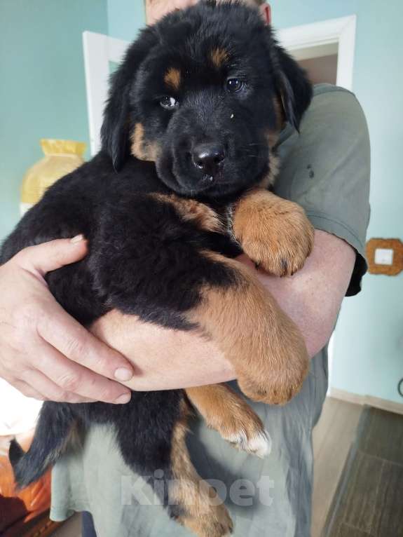 Собаки в Ярославле:  Продаются щенки настоящих банхаров от монгольских родителей.  Мальчик, 50 000 руб. - фото 2