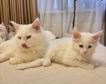 Кошки в Калининграде: Чистокровный котенок Мэйкун  Мальчик, 50 000 руб. - фото 3