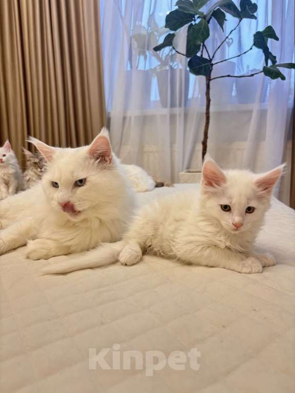 Кошки в Калининграде: Чистокровный котенок Мэйкун  Мальчик, 50 000 руб. - фото 3