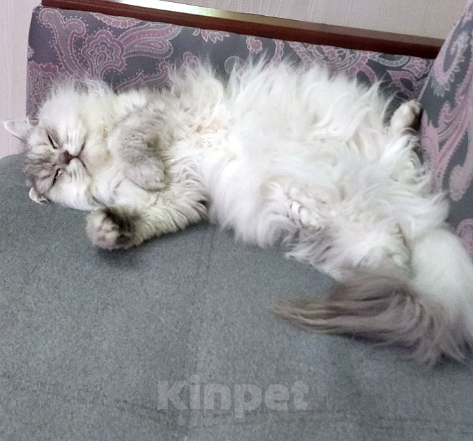 Кошки в Ростове-на-Дону: Ася ищет дом, в котором её снова будут любить Девочка, Бесплатно - фото 9