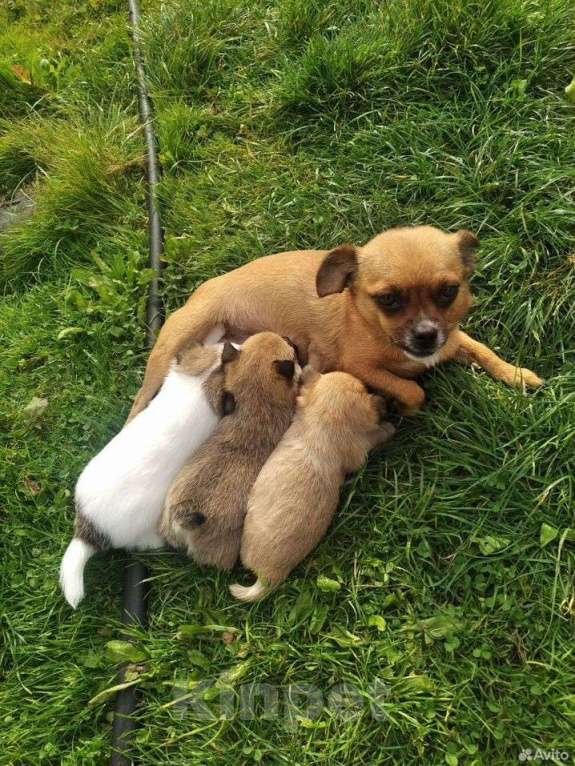 Собаки в Новосибирске: Щенки маленьких пород Чихуахуа  Девочка, 18 000 руб. - фото 1