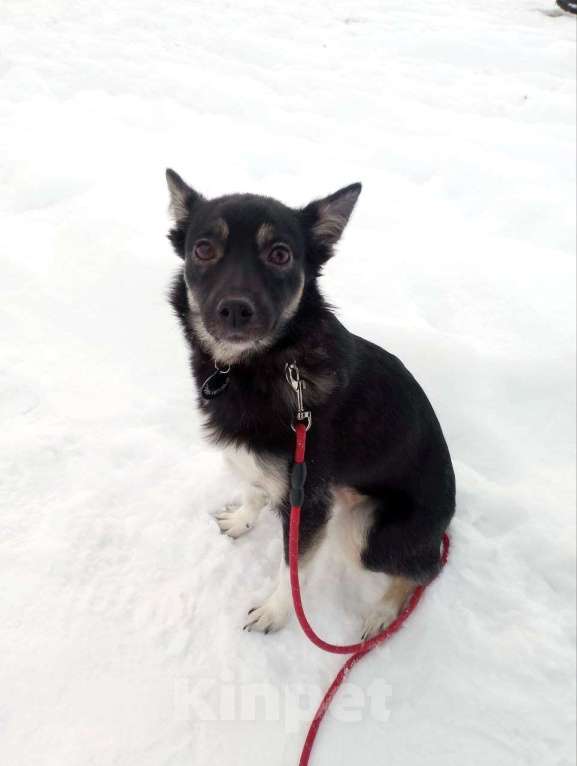 Собаки в Санкт-Петербурге: Ищет дом крошка-собачка весом 9 кг Девочка, Бесплатно - фото 8