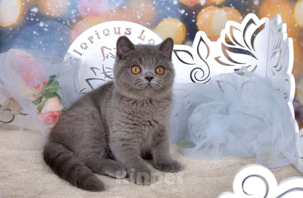 Кошки в Санкт-Петербурге: Британский котик классического голубого окраса Мальчик, 60 000 руб. - фото 3