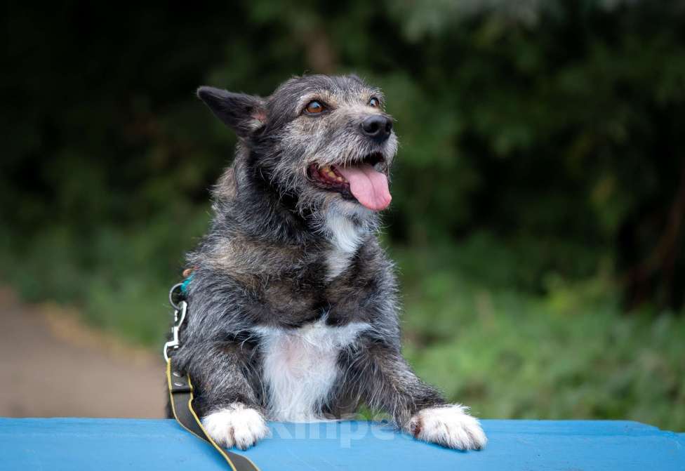 Собаки в Москве: Метис Керн-терьера Карандаш  Мальчик, Бесплатно - фото 6