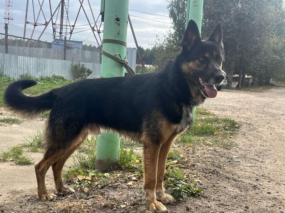 Собаки в Москве: Арчи в поисках дома Мальчик, Бесплатно - фото 2
