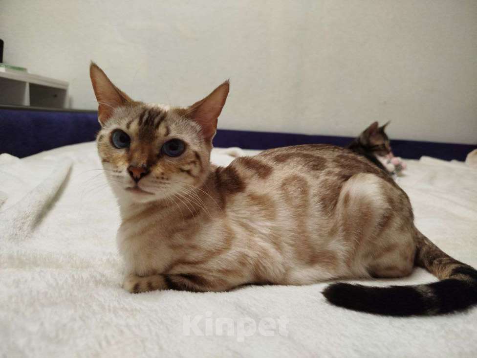 Кошки в Ярославле: Бенгальские малыши Мальчик, 40 000 руб. - фото 4