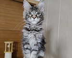 Кошки в Анапе: Продам котят породы Мейн-Кун Девочка, 25 000 руб. - фото 3