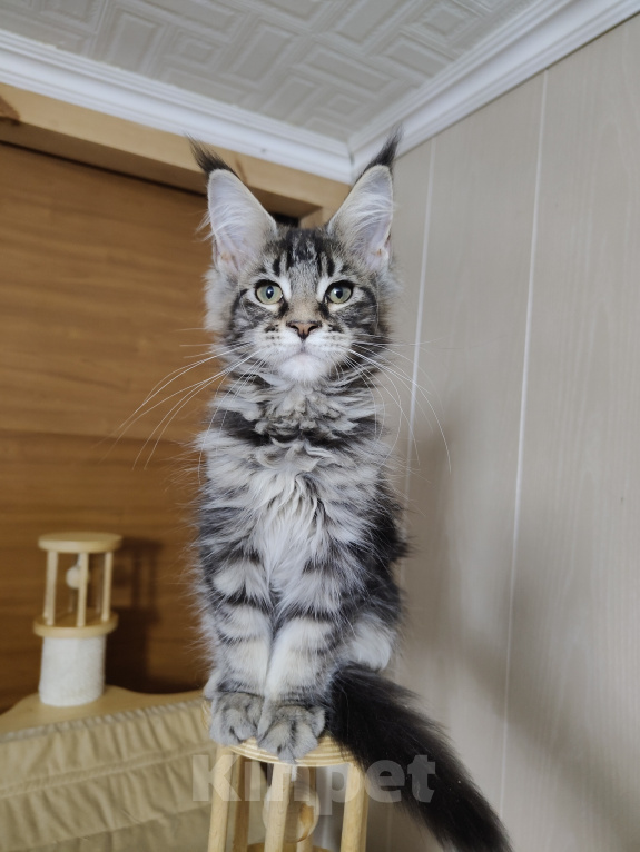 Кошки в Анапе: Продам котят породы Мейн-Кун Девочка, 25 000 руб. - фото 3