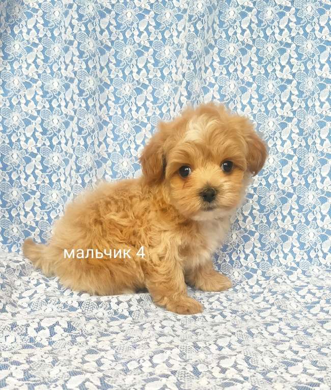Собаки в Москве: мальтипу мальчик Мальчик, 80 000 руб. - фото 3
