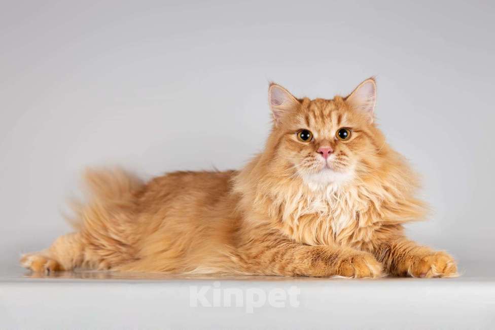 Кошки в Москве: Очаровательный рыжий котик Лютик ищет дом Мальчик, Бесплатно - фото 4