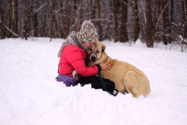 Собаки в Москве: Китнисс Девочка, Бесплатно - фото 2