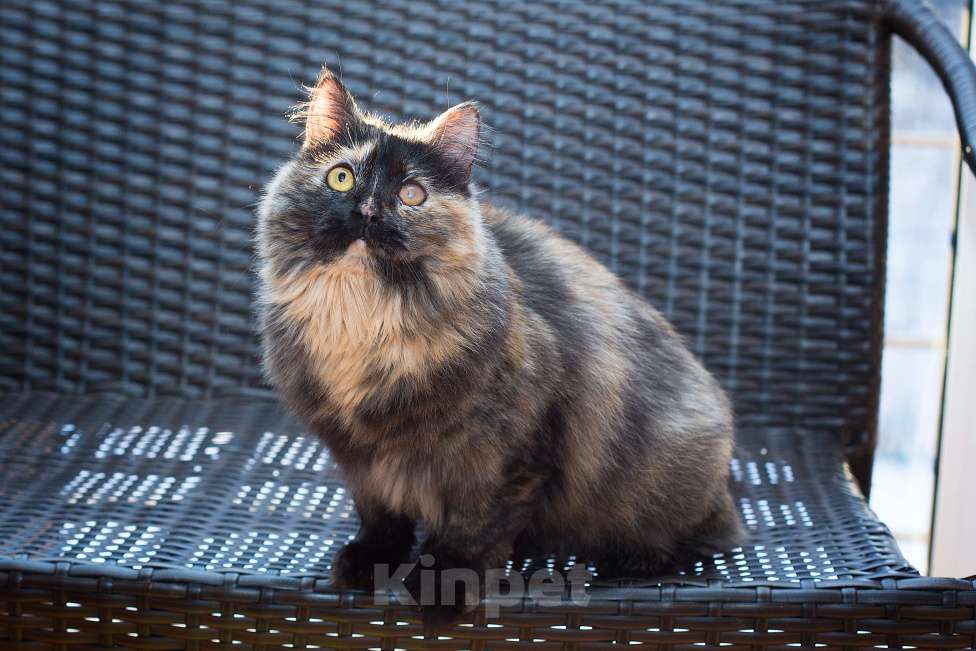 Кошки в Москве: Я так хочу, чтобы она наконец уехала домой Девочка, Бесплатно - фото 5