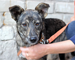 Собаки в Рязани: Мира - собака фенотипа каи. Девочка, Бесплатно - фото 2
