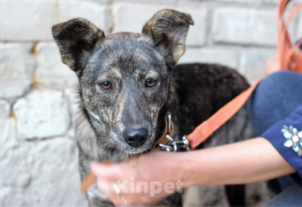 Собаки в Рязани: Мира - собака фенотипа каи. Девочка, Бесплатно - фото 2