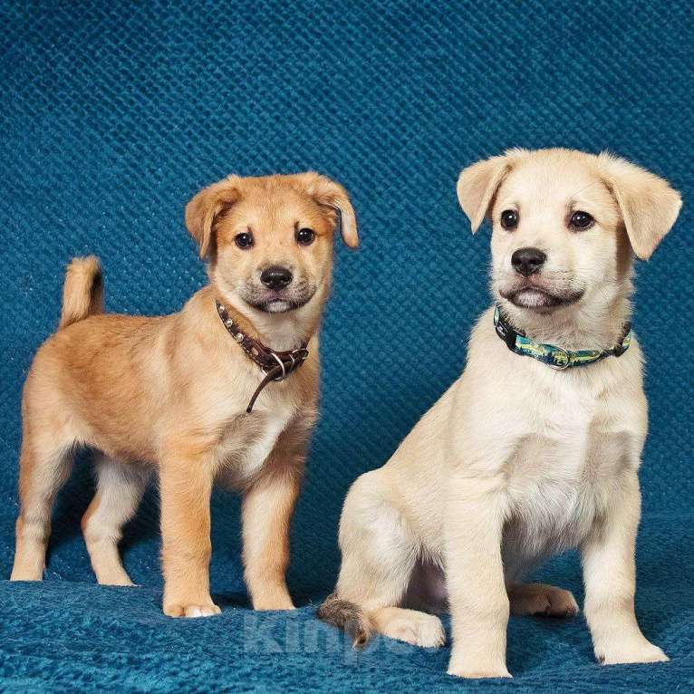 Собаки в Москве: Трогательные щеночки (3 мес.) срочно ищут дом Мальчик, Бесплатно - фото 3