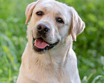Собаки в Ижевске: Вязка лабрадор, 1 руб. - фото 3