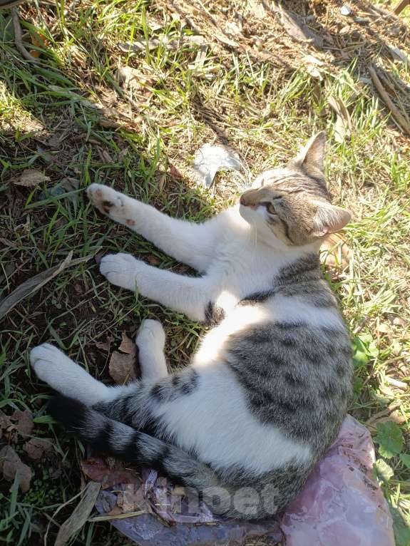 Кошки в Севастополе: Котёнка в добрые руки  Мальчик, Бесплатно - фото 4