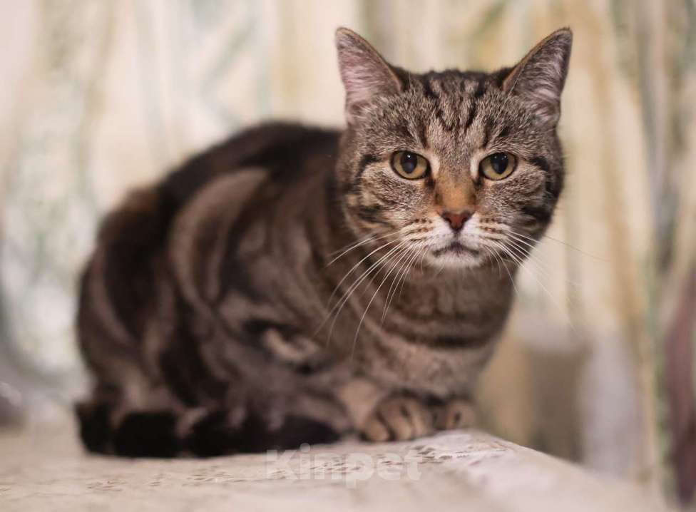 Кошки в Москве: Мраморная Лея (5 лет) в добрые руки Девочка, Бесплатно - фото 7