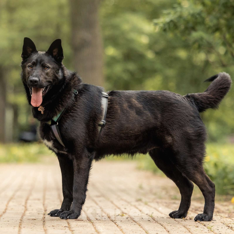 Собаки в Москве: Гудини Мальчик, Бесплатно - фото 2