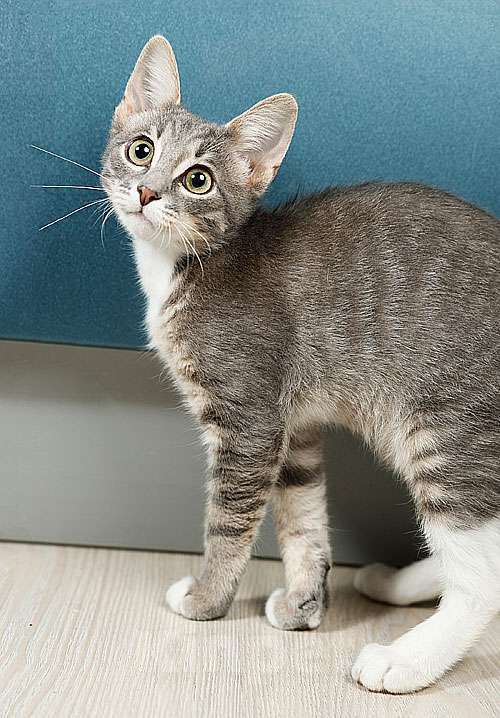 Кошки в Москве: Котёнок Листик, полосатый ангелочек ищет дом Мальчик, 10 руб. - фото 4