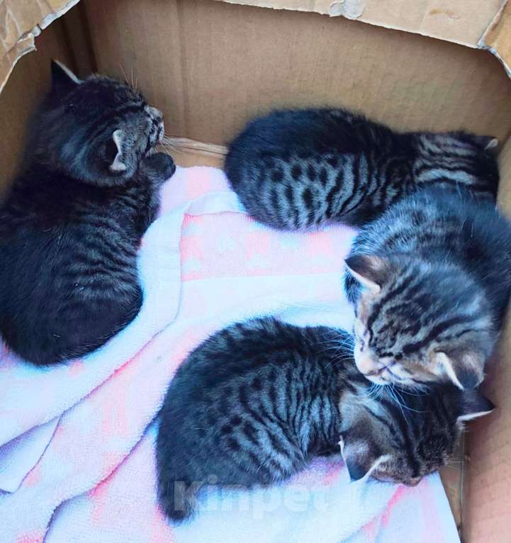 Кошки в Севастополе: Отдам брошенных котят в добрые руки Мальчик, Бесплатно - фото 1