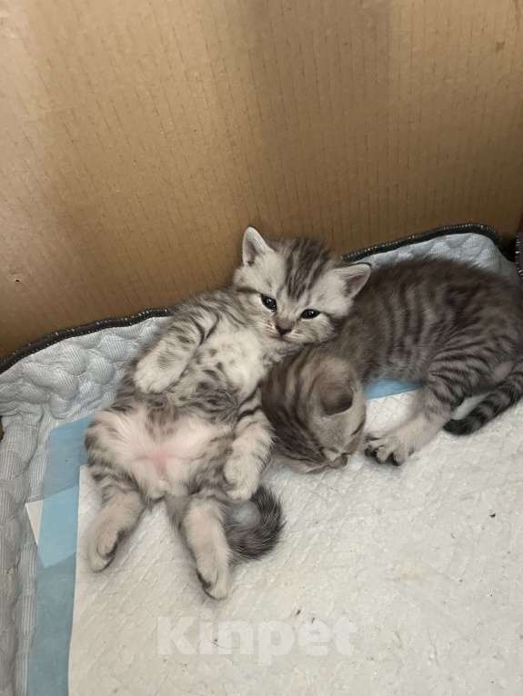 Кошки в Кемерово: Шотландские котята Девочка, 5 000 руб. - фото 9