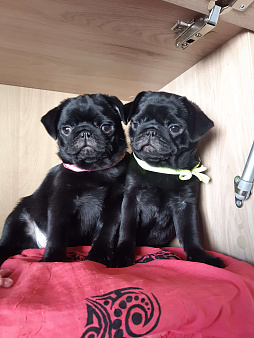 Девчушка чернушка с документами РКФ привита