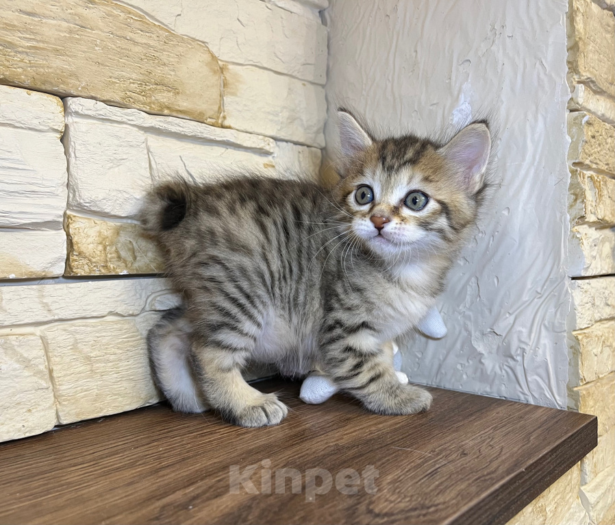 Кошки в Волгограде: Кошечка курильский бобтейл Девочка, 35 000 руб. - фото 4