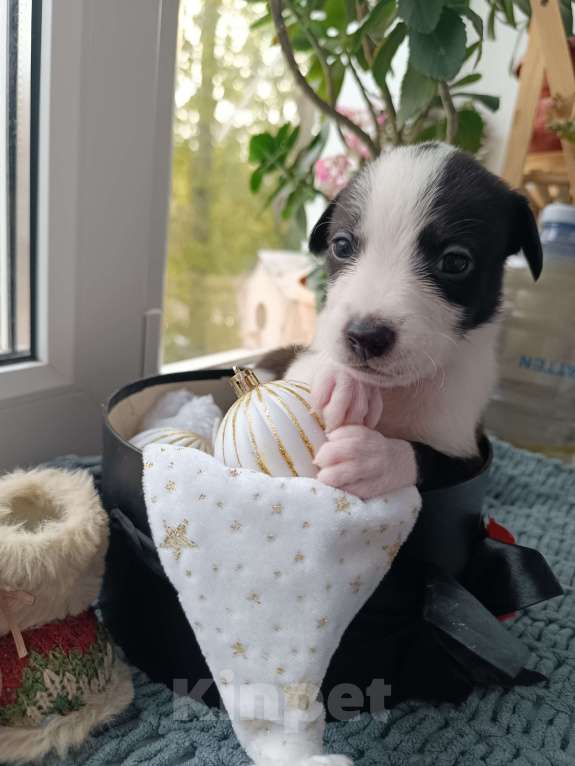 Собаки в Воронеже: Девочка питбуль  Девочка, 10 000 руб. - фото 1