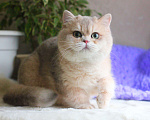 Кошки в Москве: Британский мальчик голубая золотая шиншилла Мальчик, 45 000 руб. - фото 3