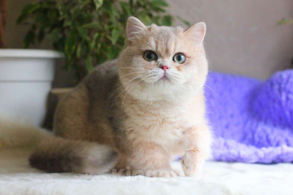 Кошки в Москве: Британский мальчик голубая золотая шиншилла Мальчик, 45 000 руб. - фото 3