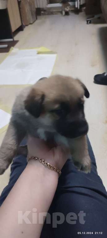 Собаки в Владивостоке: Такие они разные  Девочка, 10 000 руб. - фото 2